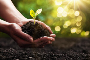Plant In Hand | Matsimela Home Spa