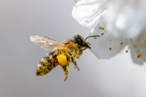 Bee