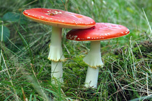 Fungi ` The Kingdom of Mushrooms