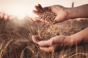 The War On Wheat