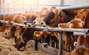 Is the killing of animals morally acceptable?