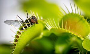 The Tragic Extinction of Plant Life