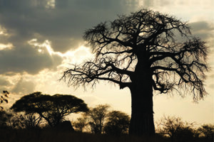 ATree