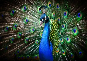 AABeauty