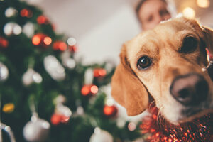 Dog sitting by the christmas tree